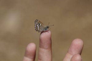 mariposa posada en la yema de un dedo